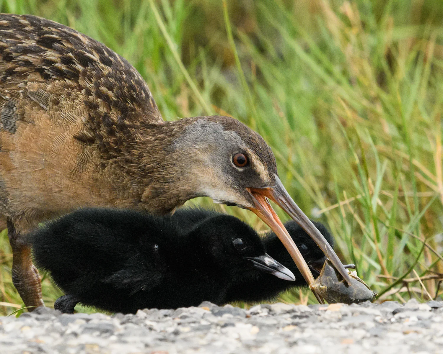 Clapper Rail with chicks - Bolivar Peninsula (TX)