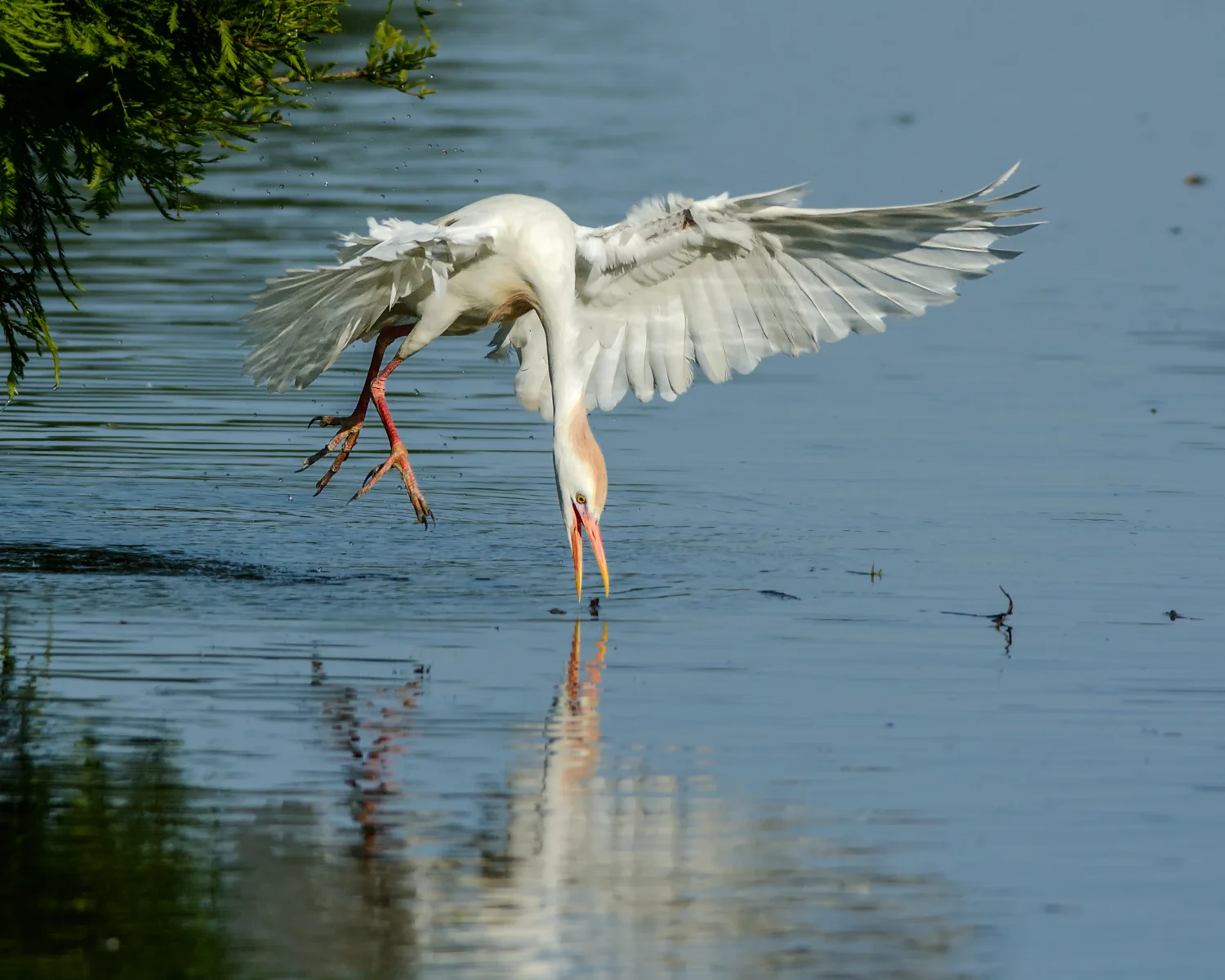 Collecting Nesting Material - The Innovative Cattle Egret Approach