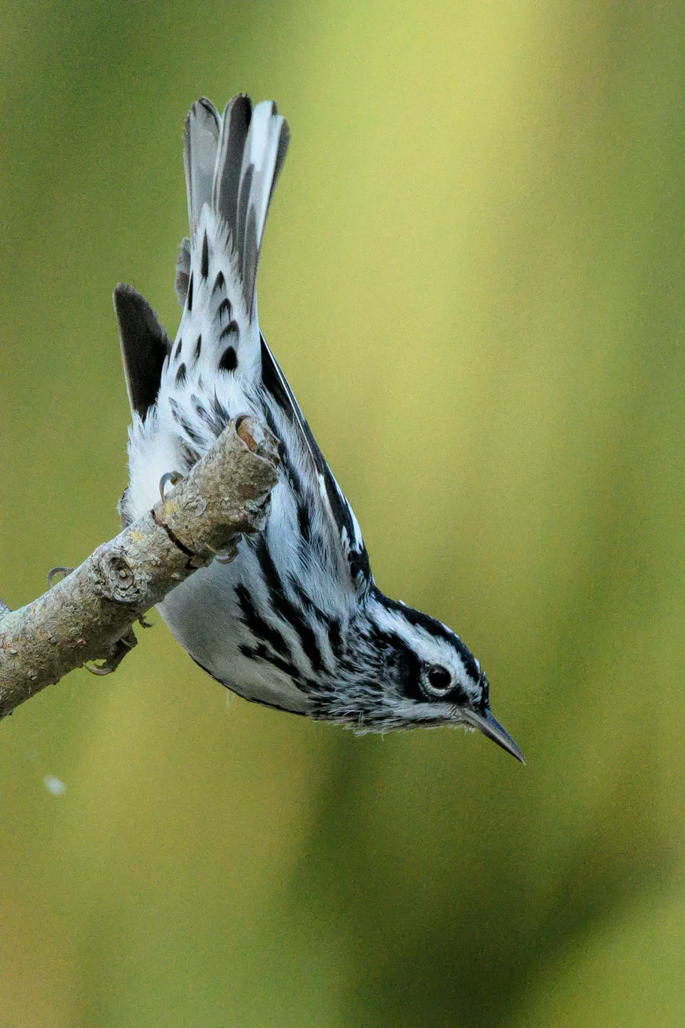 Black and White Warblers - Ft. De Soto Park