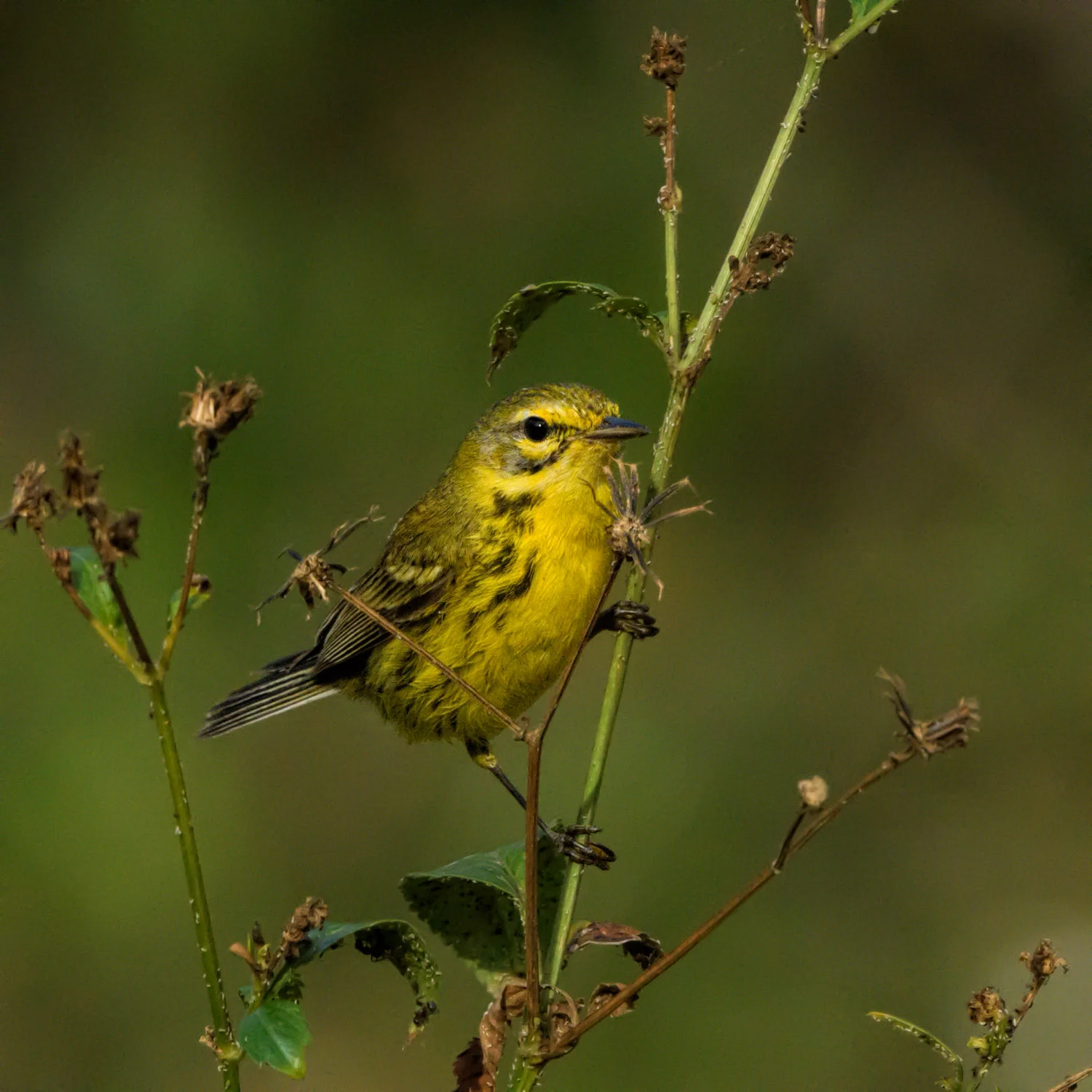 Prairie Warblers at Ft. De Soto State Park