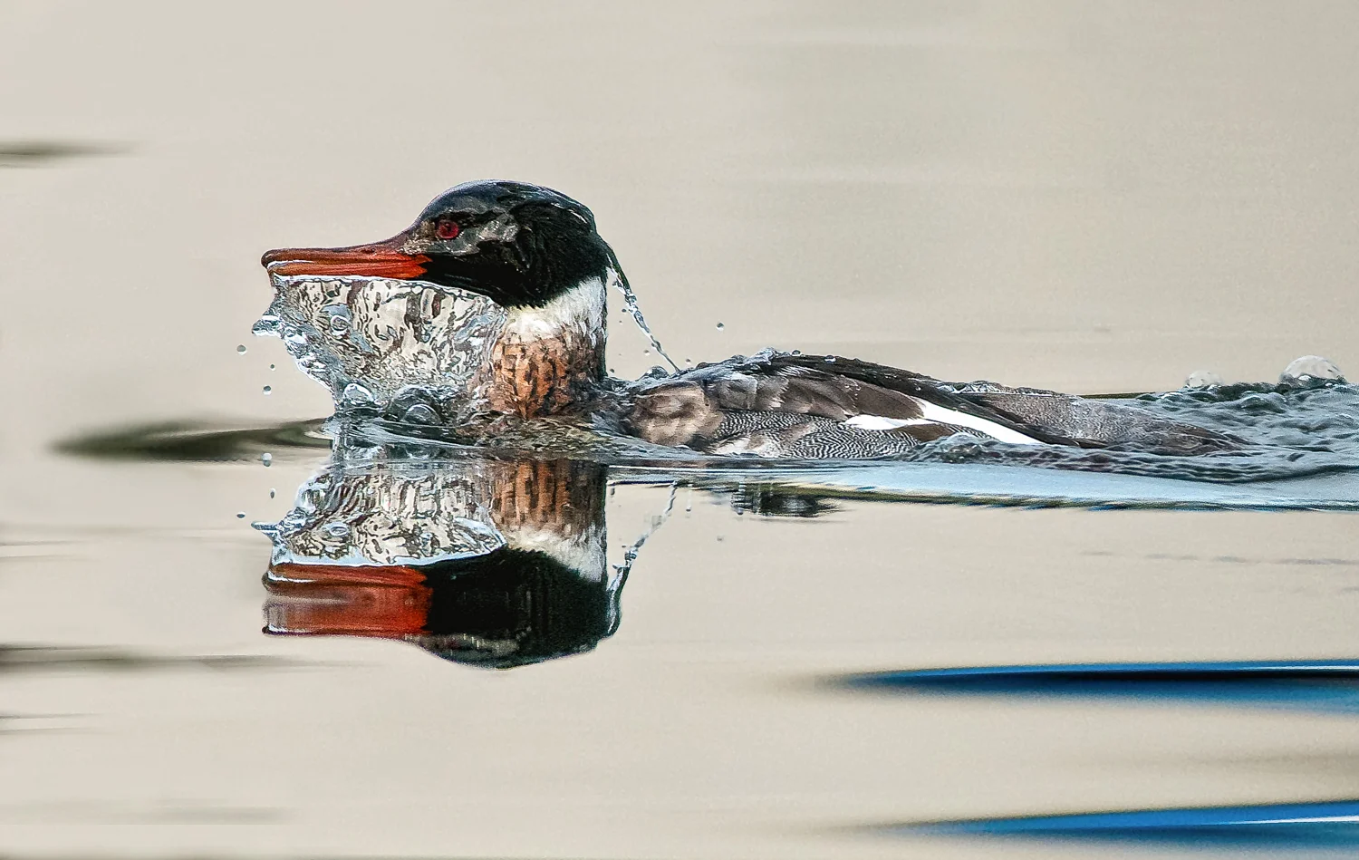 Red-breasted Merganser Surfacing - Favorites #1