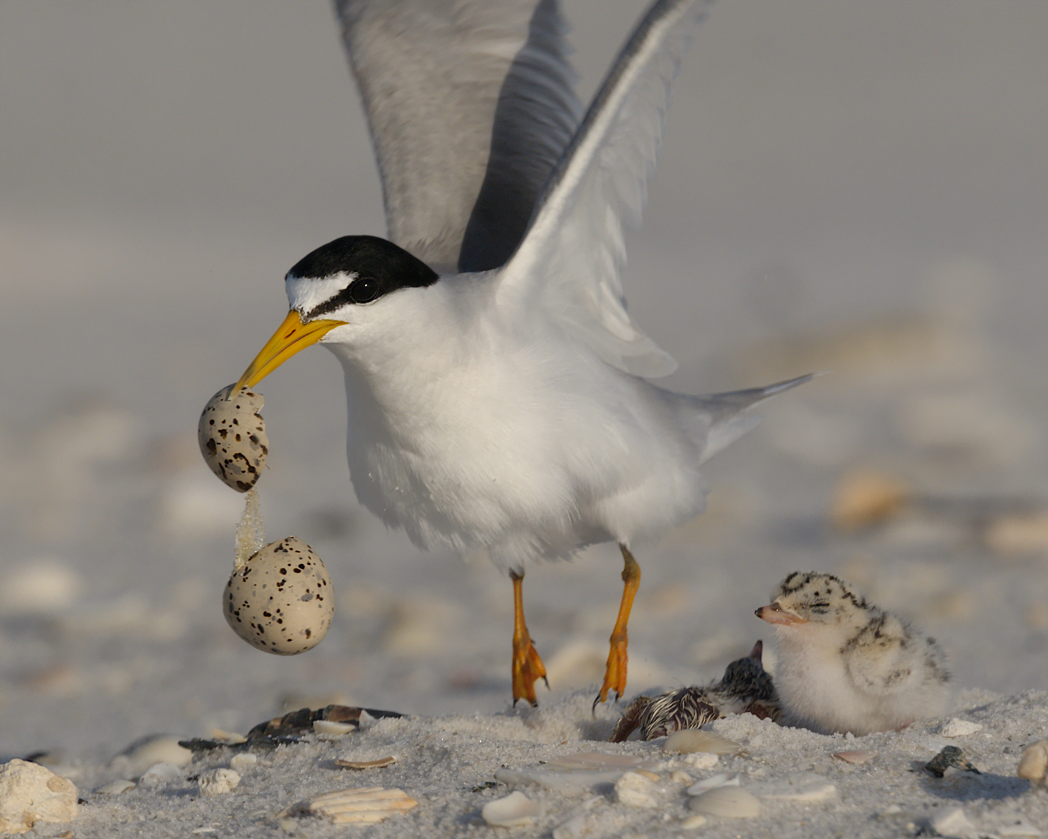 Least Tern Hatching - Favorites #2
