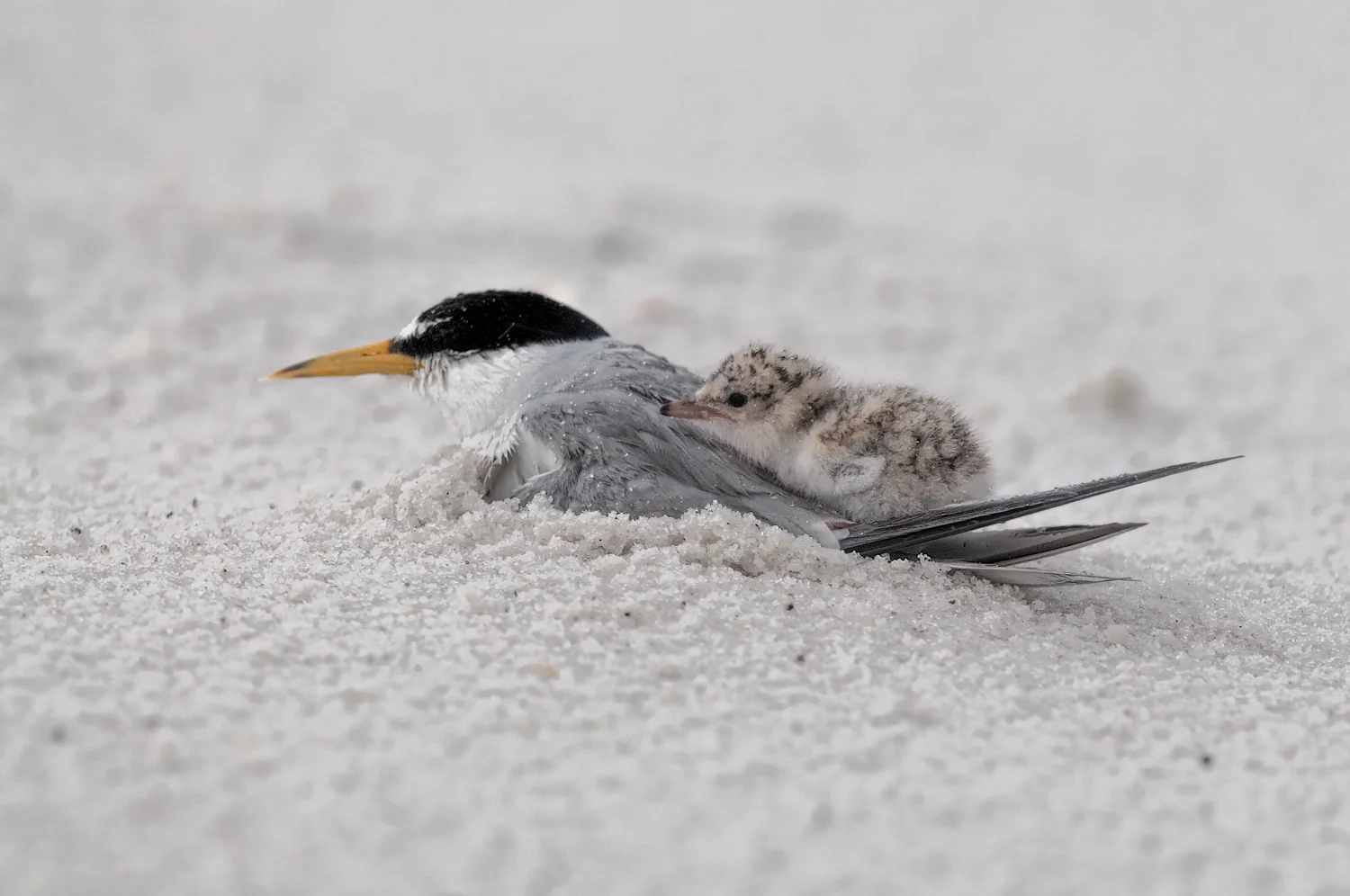 Least Terns and chicks coping with a thunderstorm