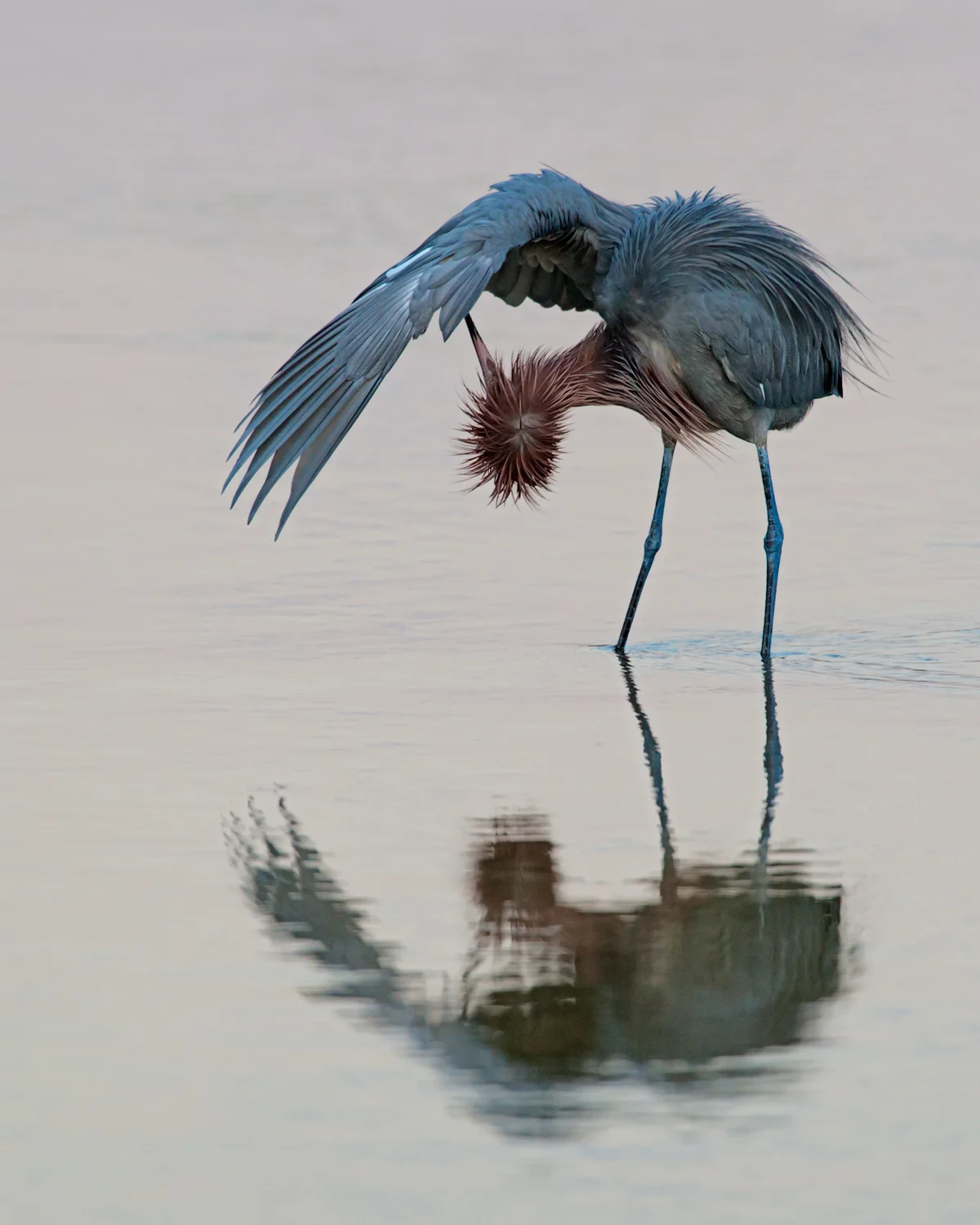 Reddish Egret Preening in early morning light - Favorites #3