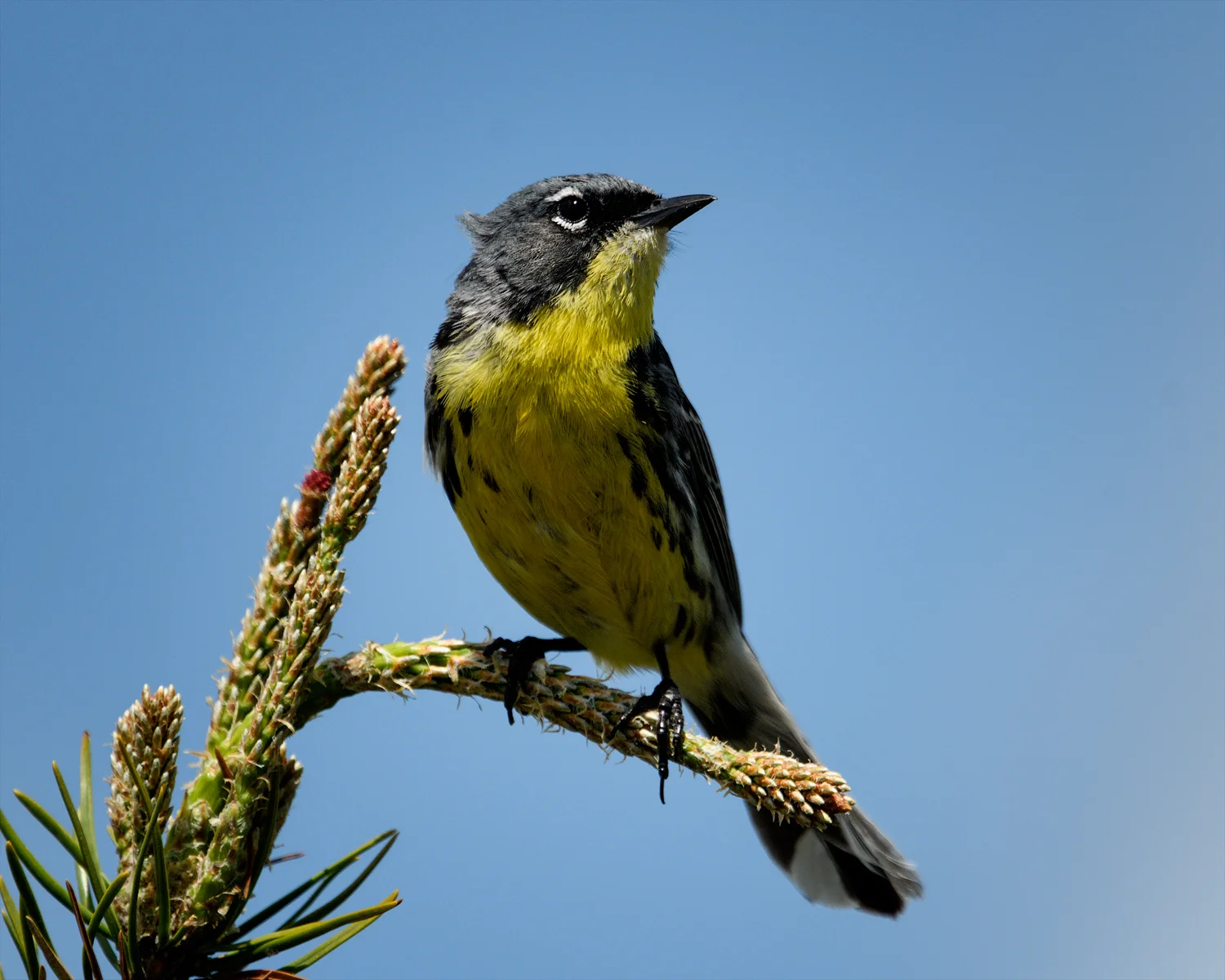 The Endangered Kirtland’s Warbler