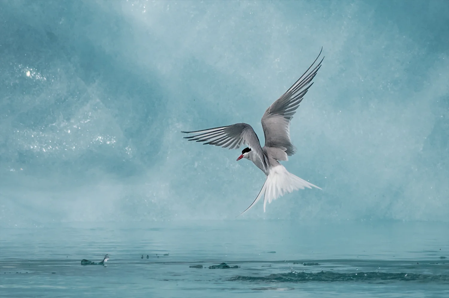 Arctic Tern feeding in glacial waters - Favorites #4
