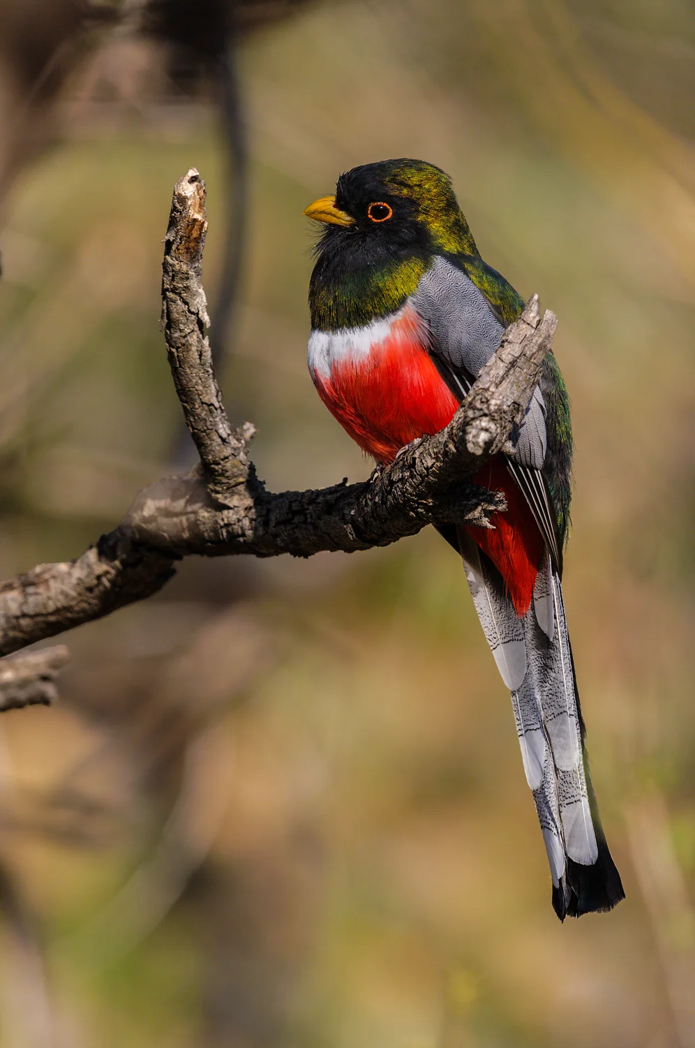 Elegant Trogon and Wildflowers on a 2010 Trip to California