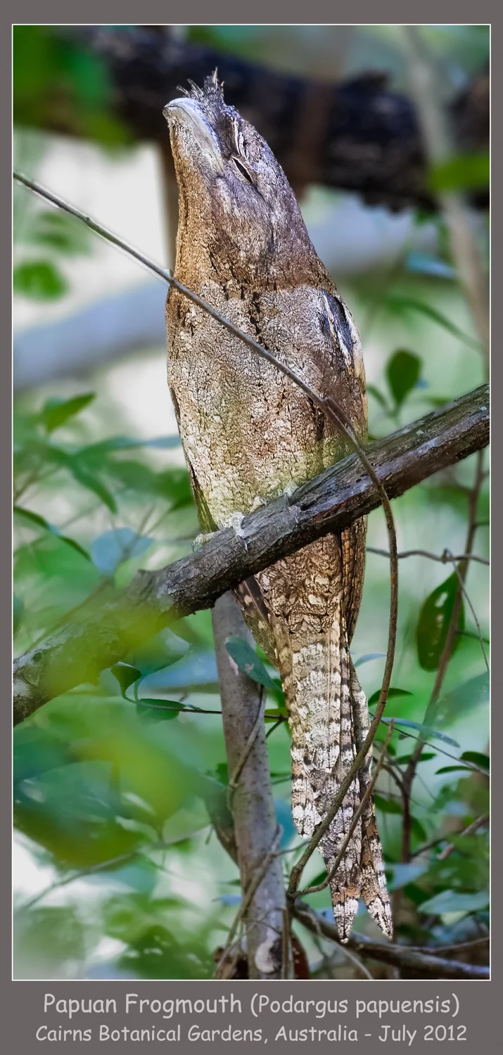 Papuan Frogmouth - Cairns Botanical Gardens, Australia - July 2012