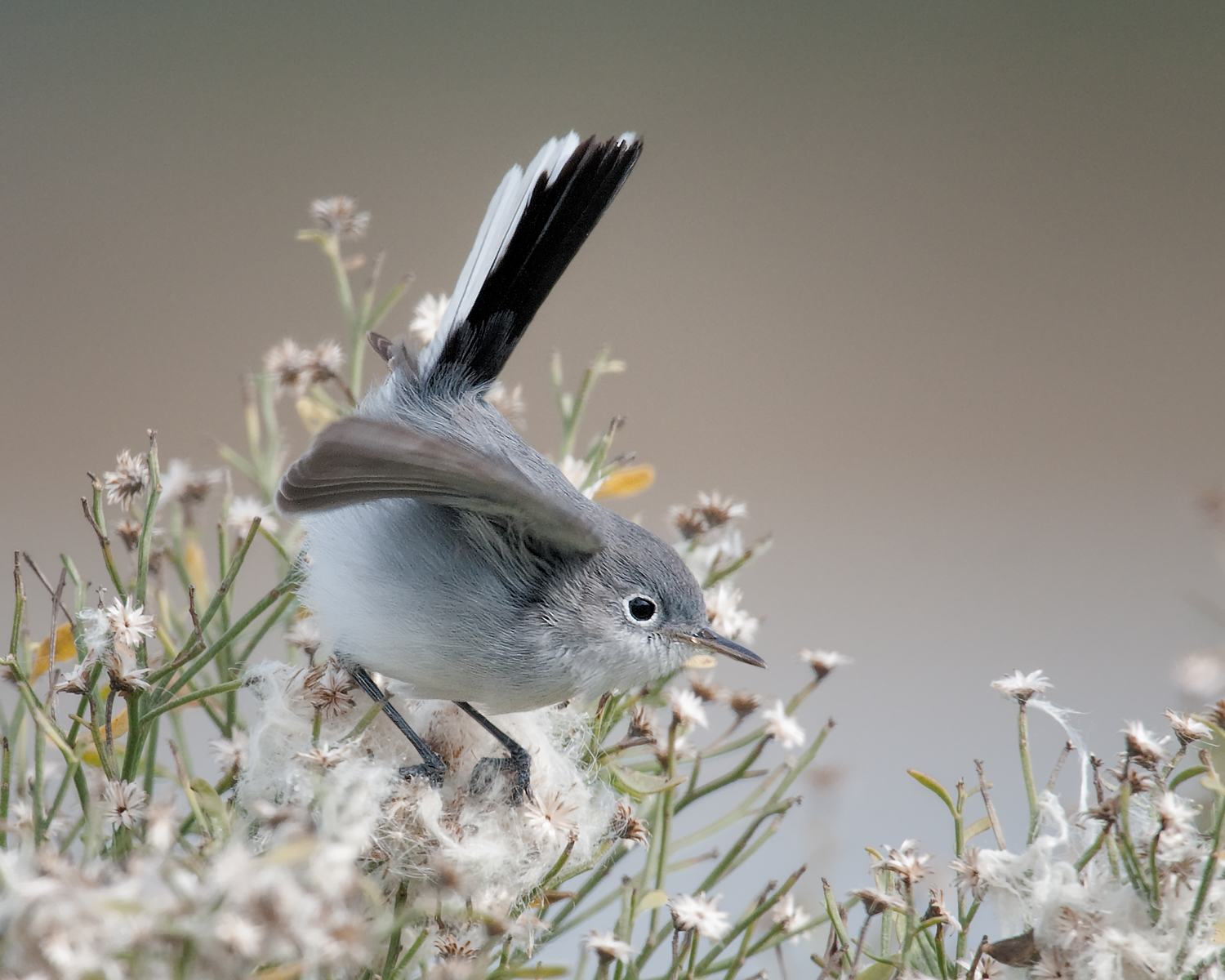 Blue-gray Gnatcatcher - Comparison of Breeding and Nonbreeding Plumage