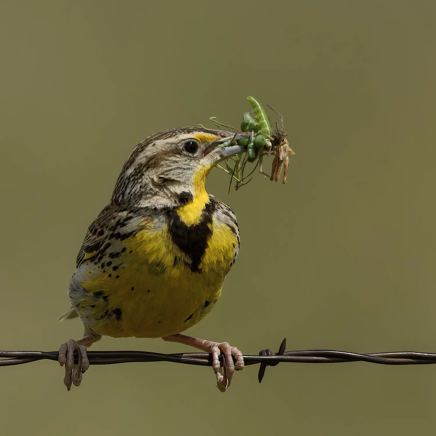 Western Meadowlark with Catch - Rhame Prairie, North Dakota - June  2017