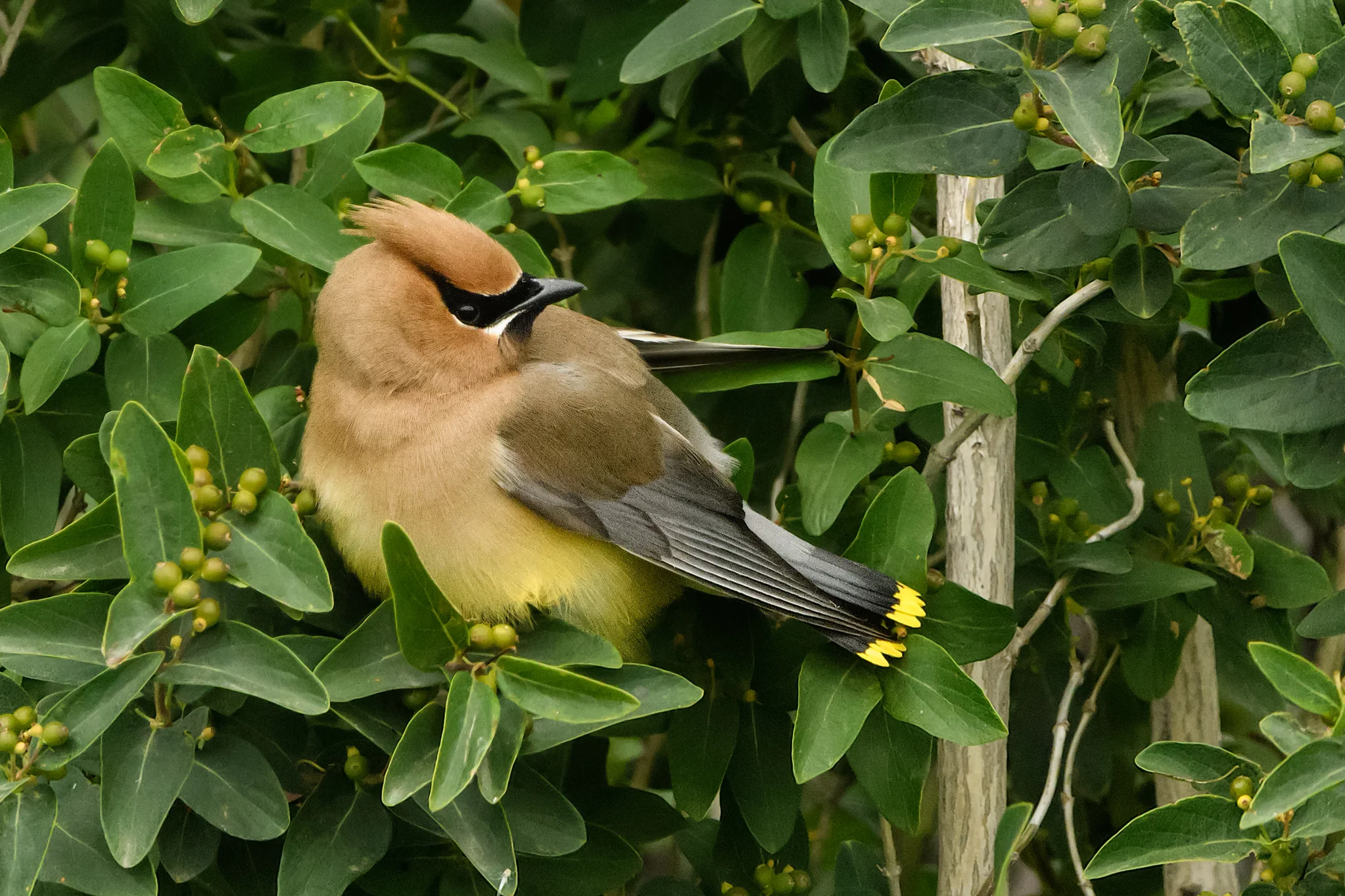 Cedar Waxwing and Dicksissel - Dawson, North Dakota - June 2017
