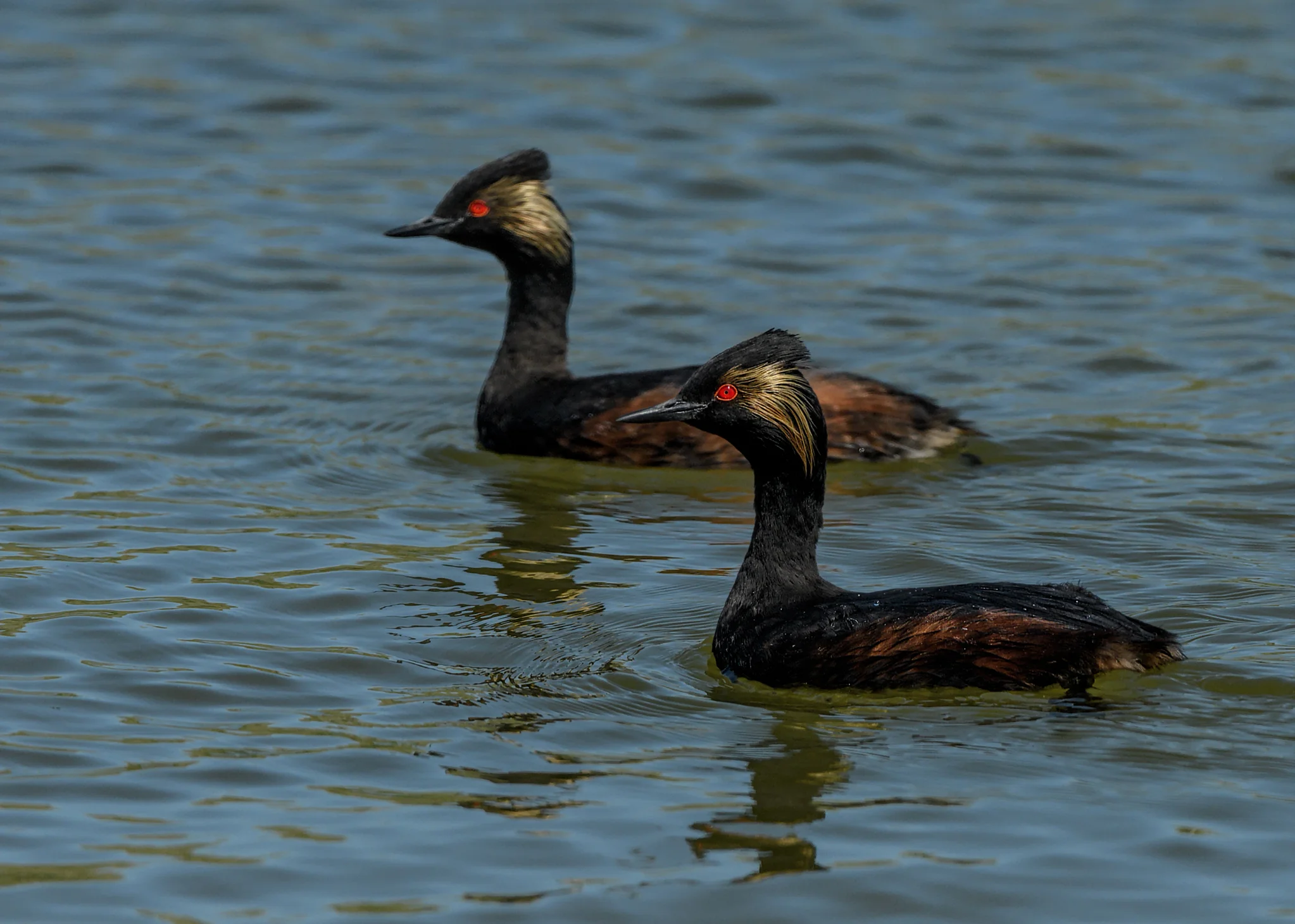 Eared Grebes, Lostwood NWR, North Dakota
