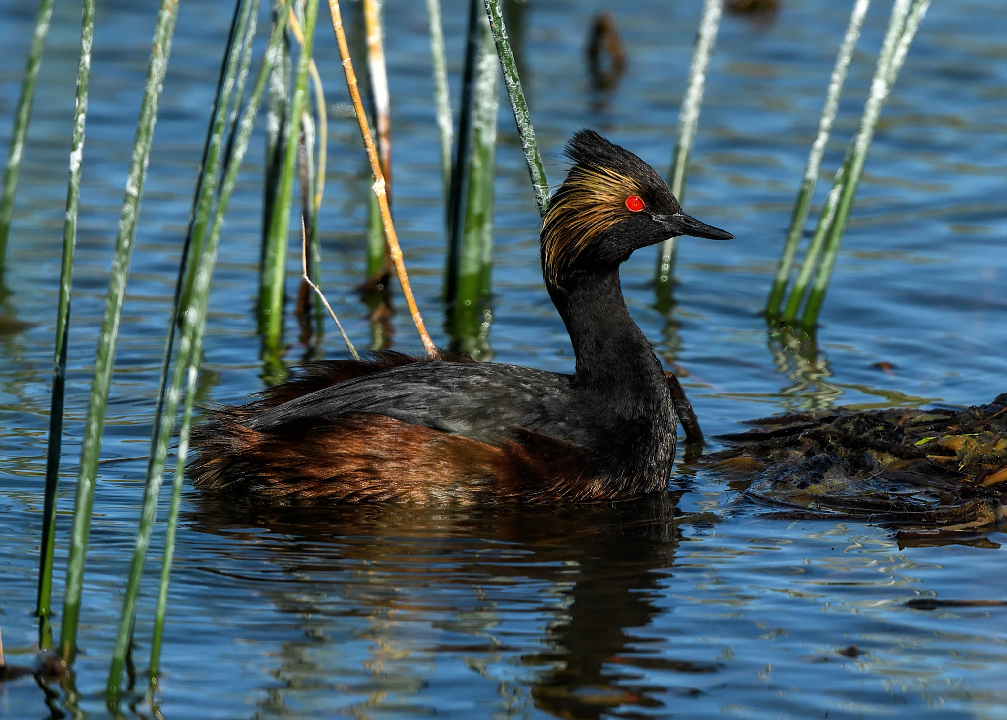 Eared Grebe, Lostwood NWR, North Dakota