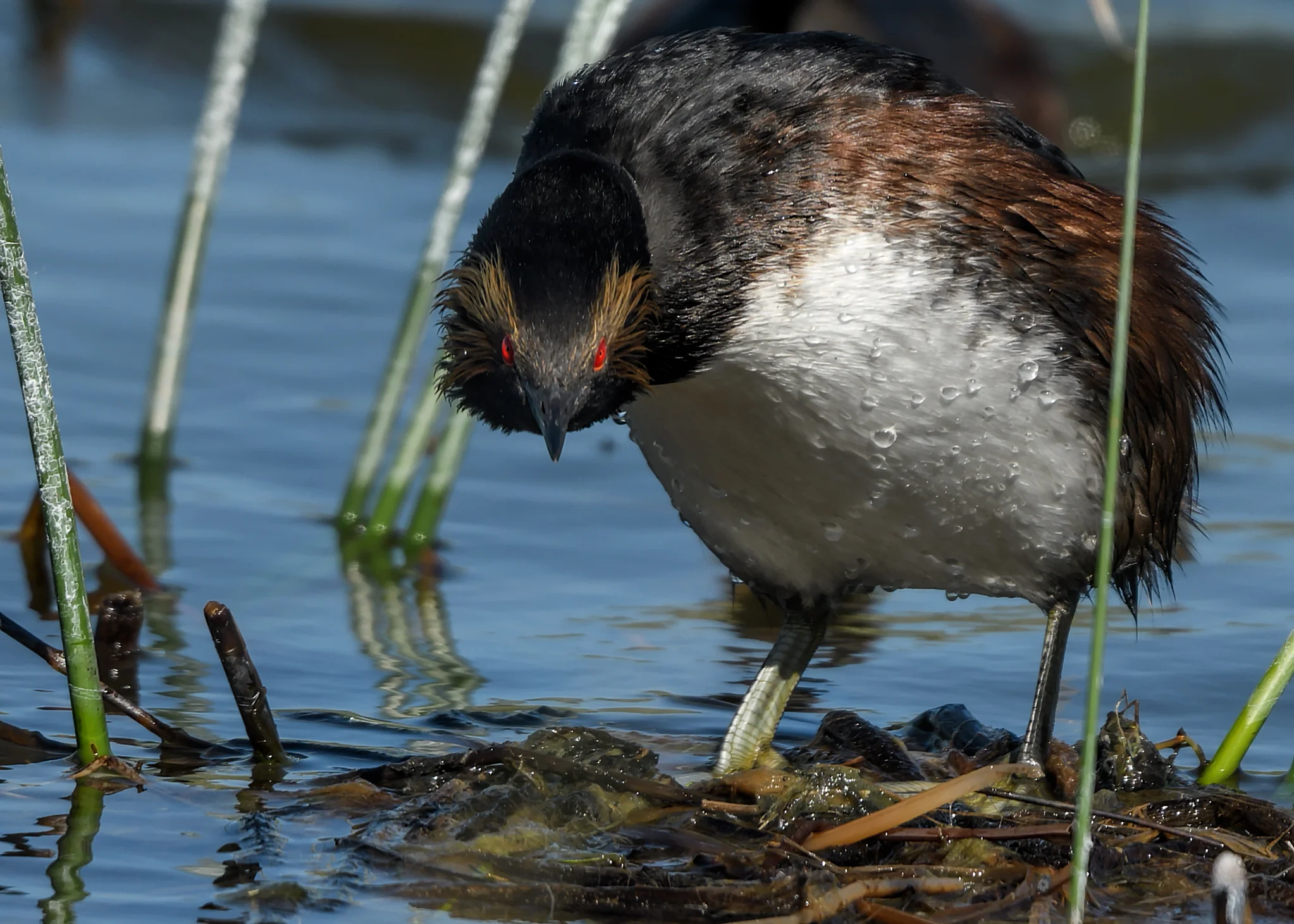 Eared Grebe, Lostwood NWR, North Dakota
