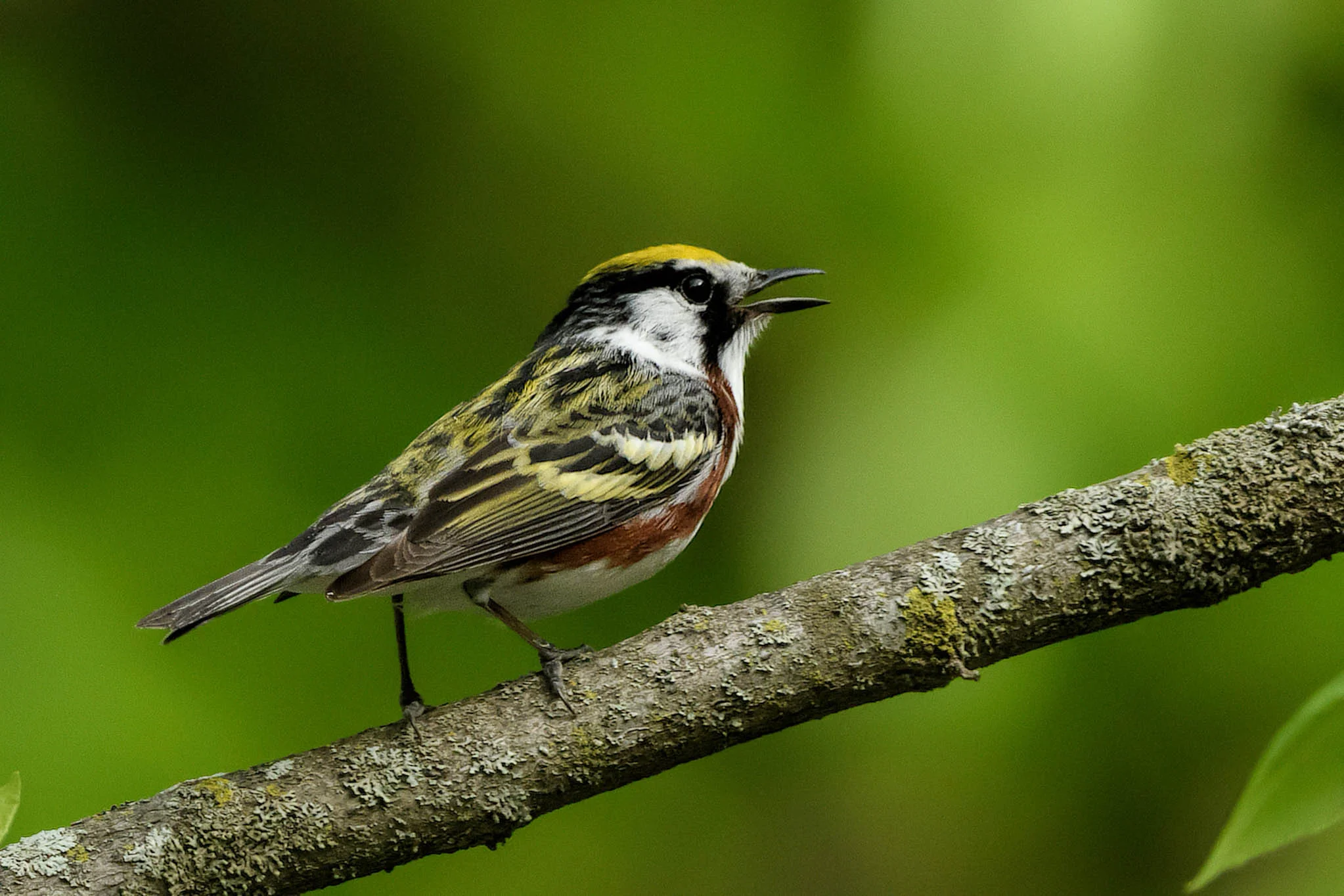 Chestnut-sided Warbler - Michigan - June 2, 2017