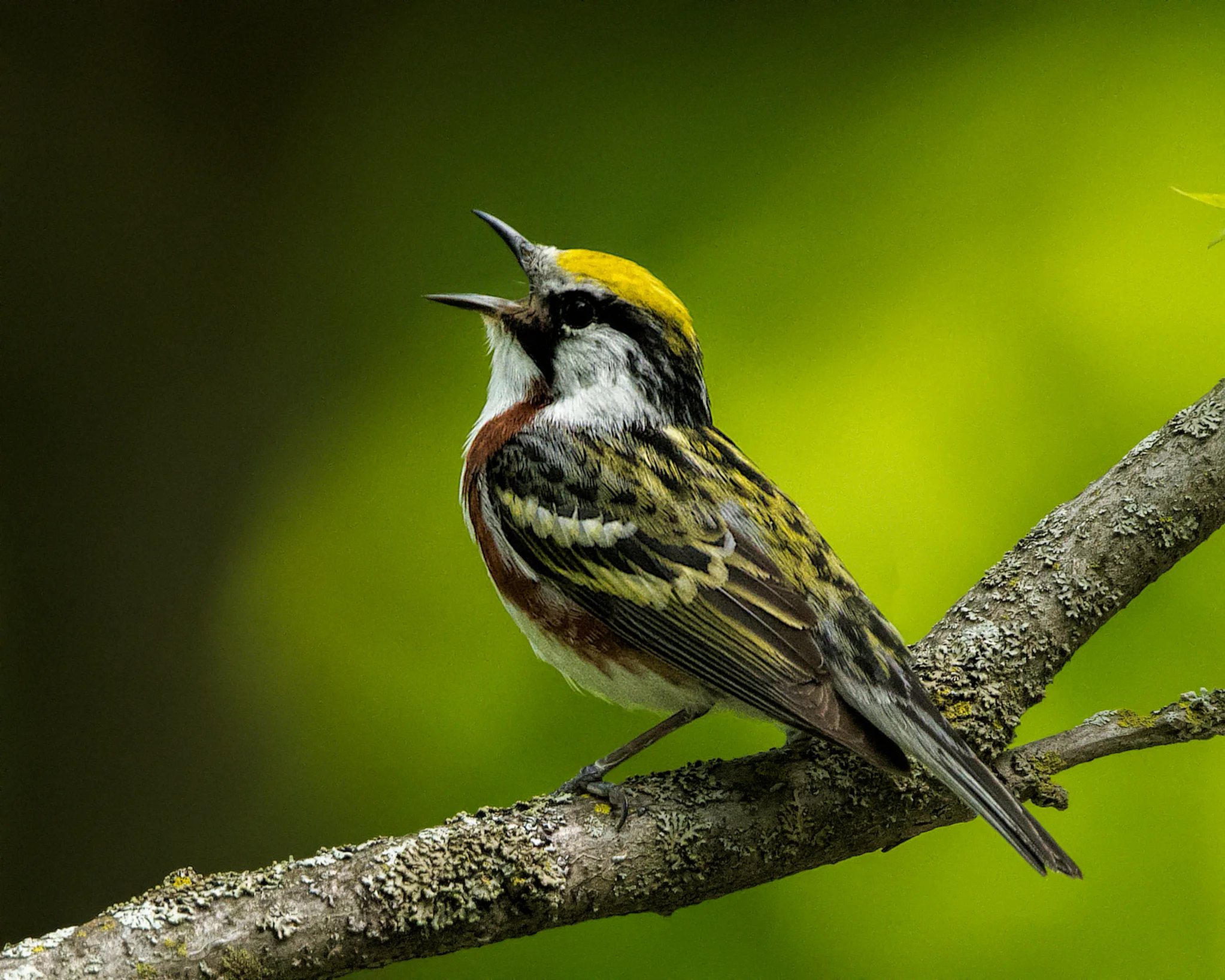 Chestnut-sided Warbler - Michigan - May 28, 2017