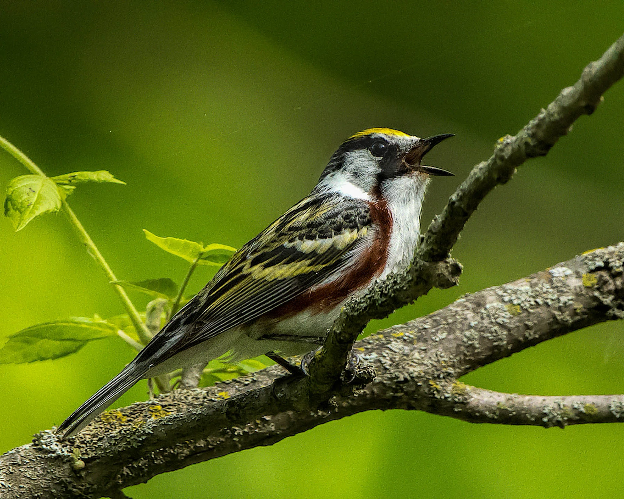 Chestnut-sided Warbler - Michigan - May 28, 2017