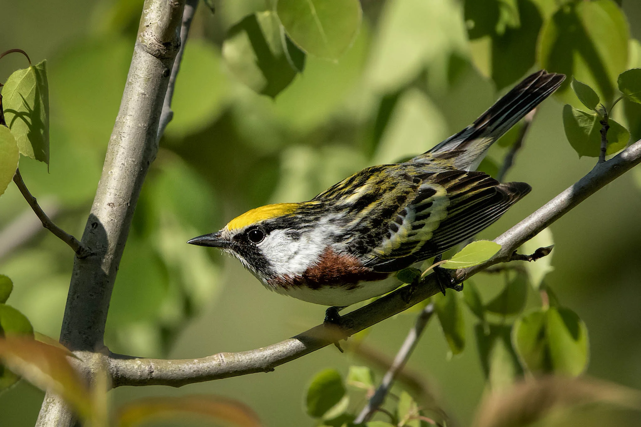 Chestnut-sided Warbler - Michigan - June 2, 2017