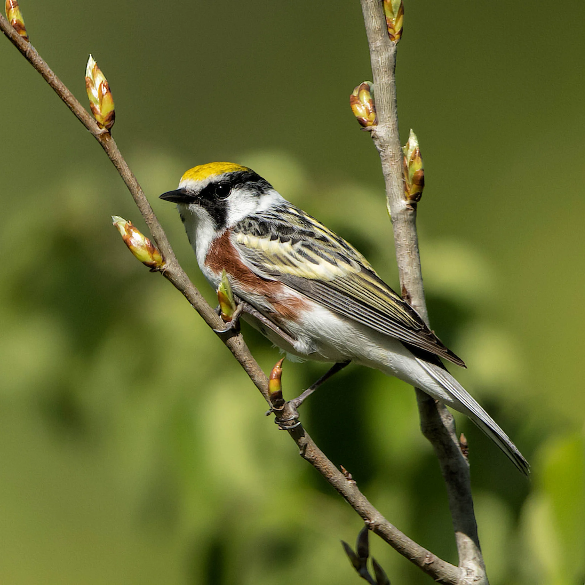 Chestnut-sided Warbler - Michigan - June 2, 2017