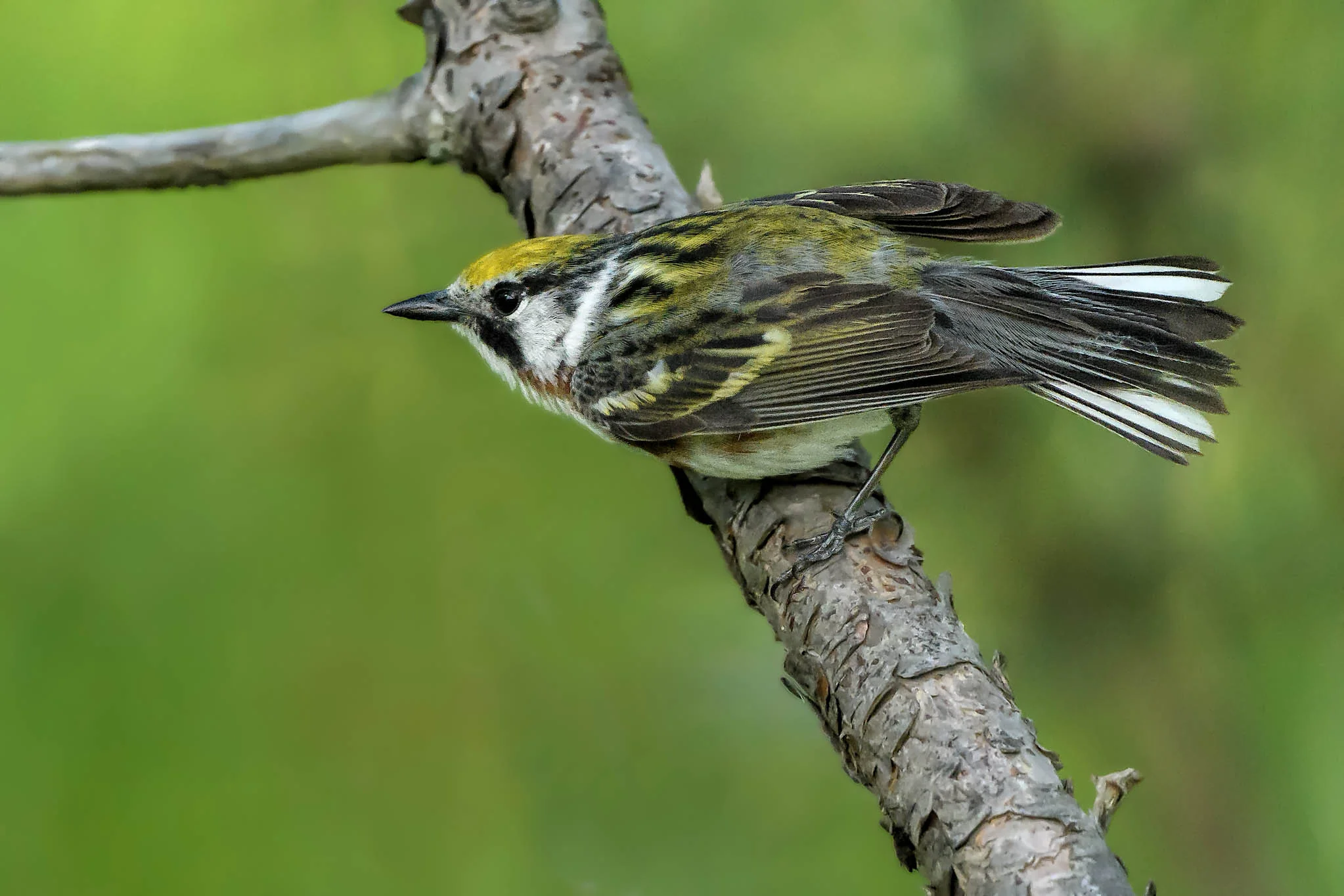 Chestnut-sided Warbler - Michigan - May 30, 2017