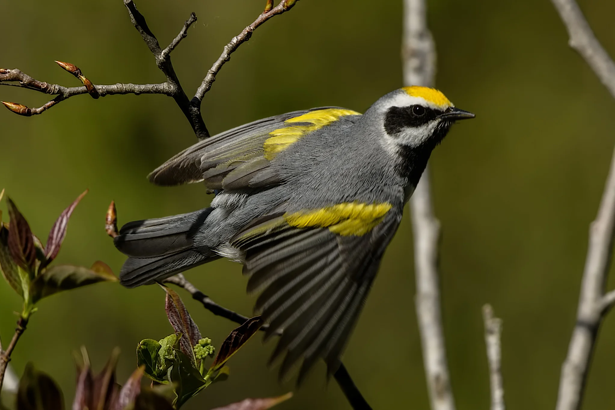 Golden-winged Warbler - Michigan - 2017