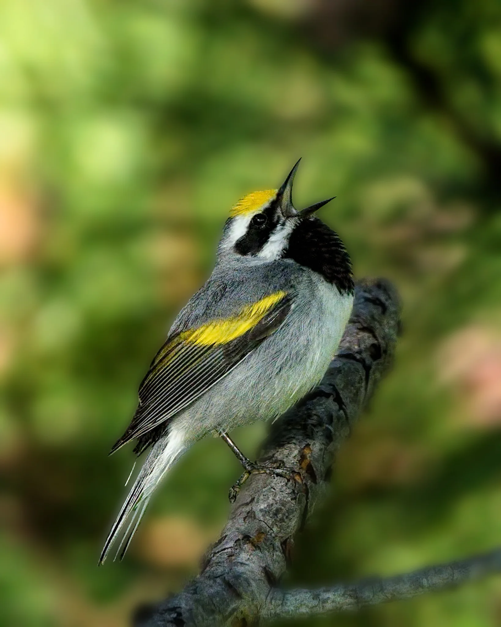 Golden-winged Warbler - Michigan - 2017