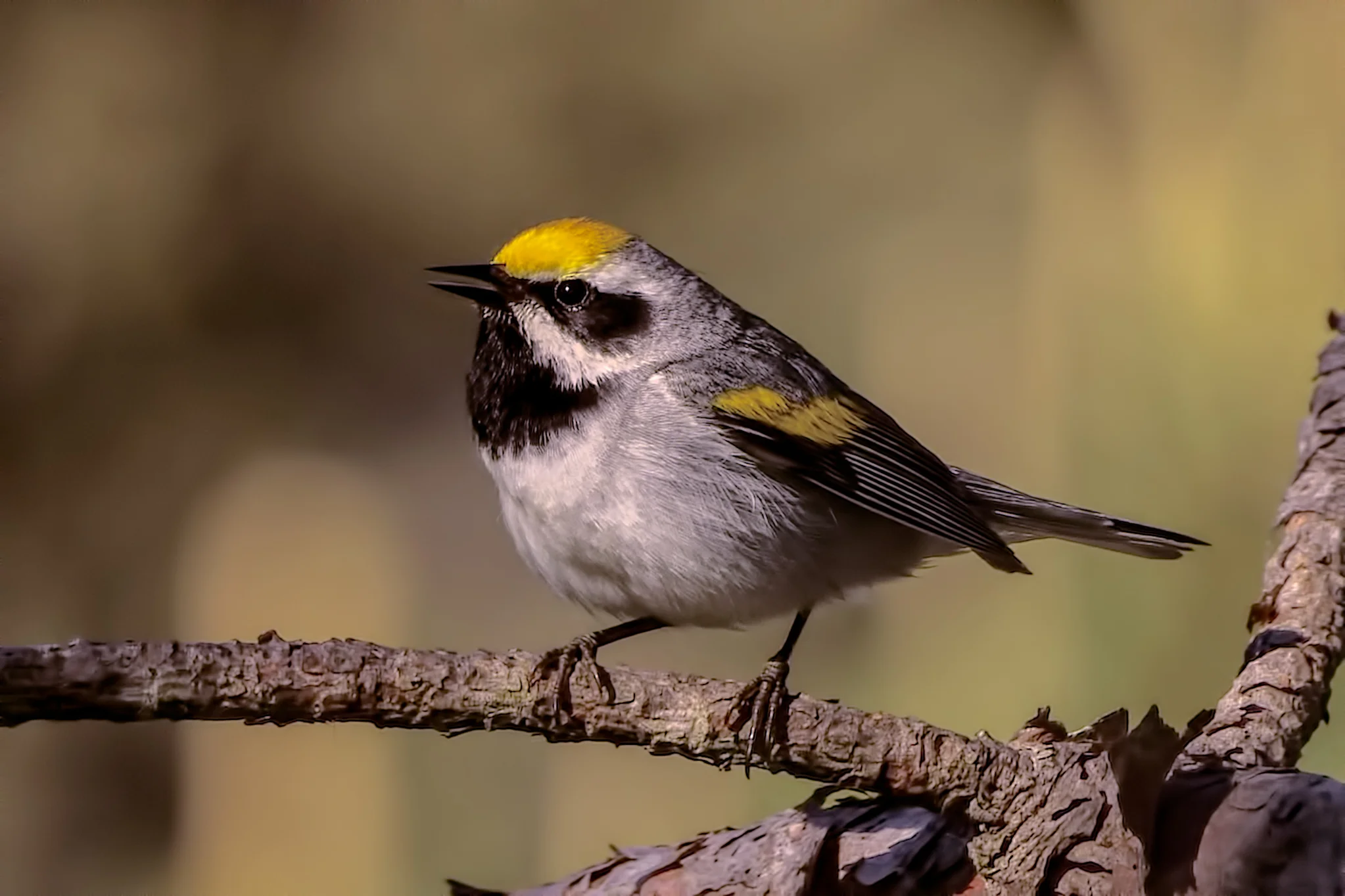 Golden-winged Warbler - Michigan - 2017