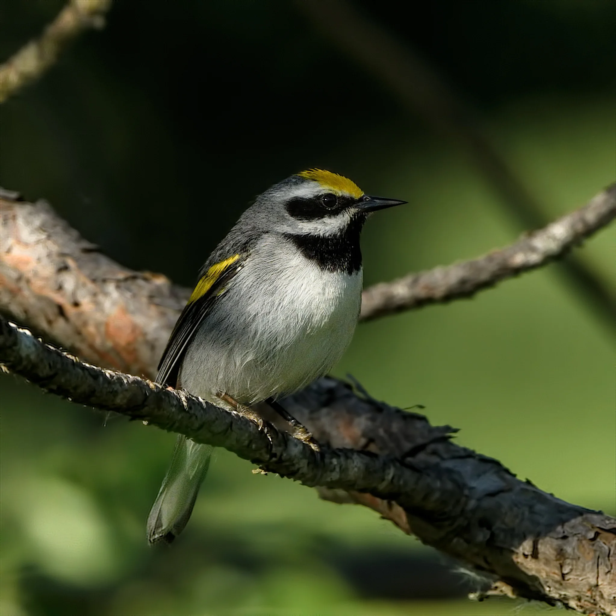Golden-winged Warbler - Michigan - 2017
