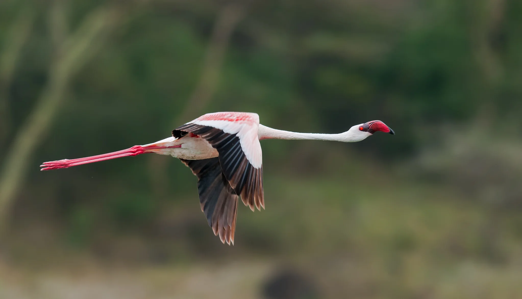 Lesserd Flamingo-6.jpg