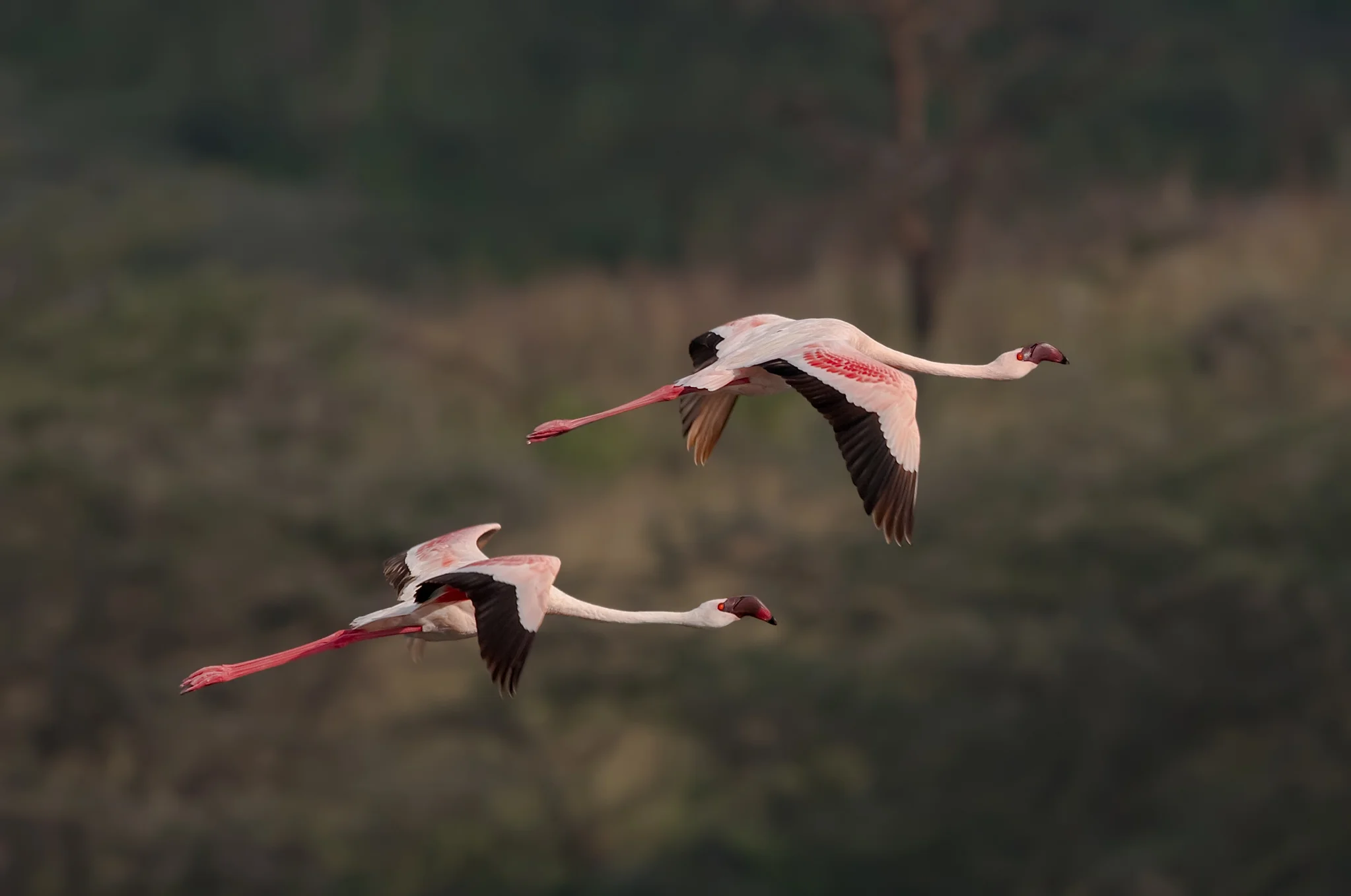 Lesser Flamingo - Tanzania - 2011
