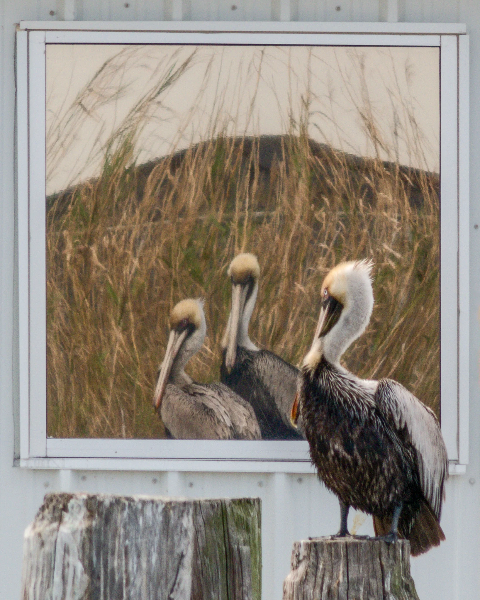 Apparent Diplopia, one bird but two reflections - Favorites #5