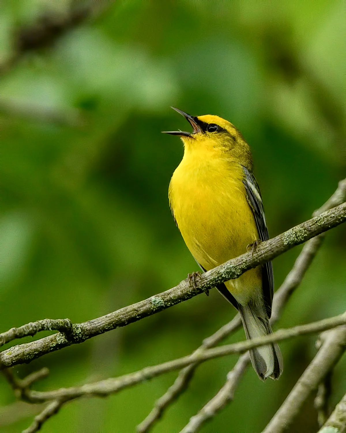Blue-winged Warbler - Michigan - May 2017