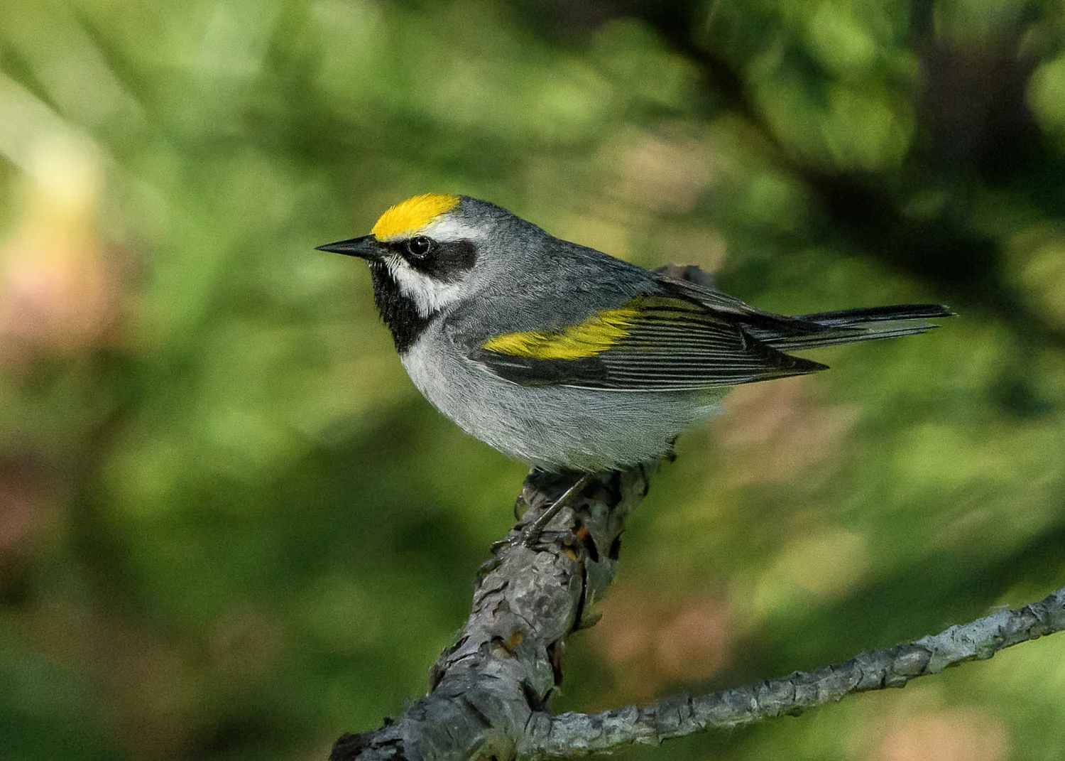 Golden-winged Warbler - Michigan - May 2017