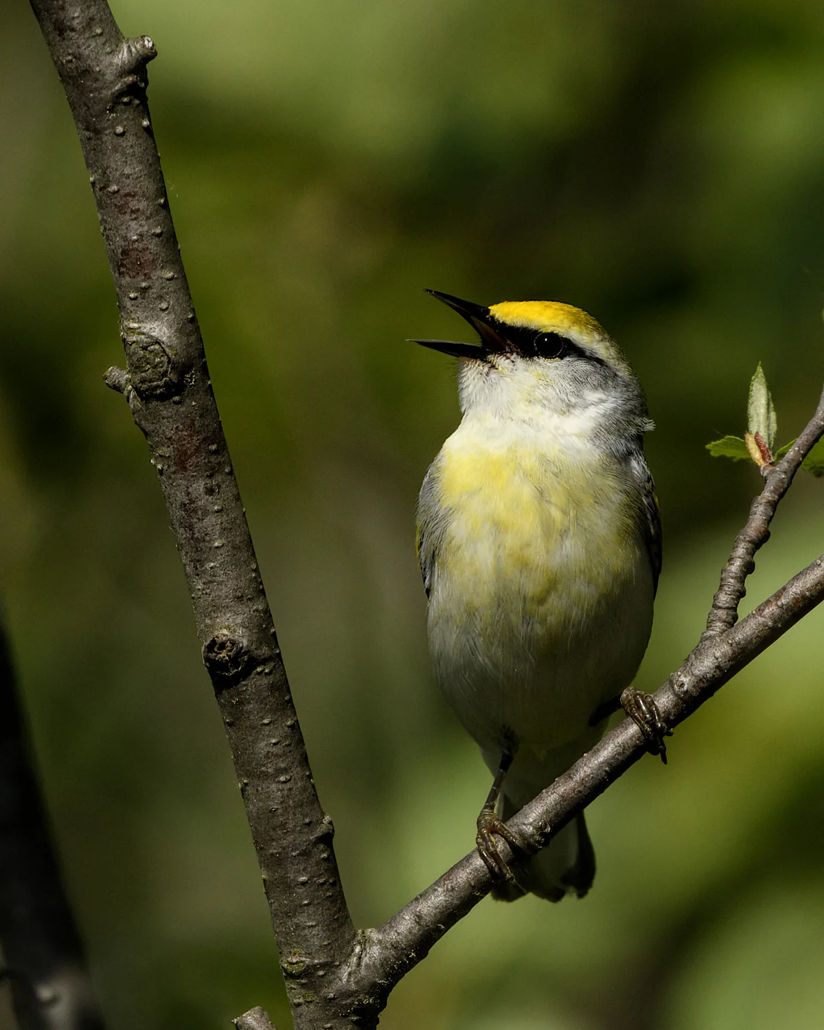 Brewster's Warbler - Michigan - May 2017