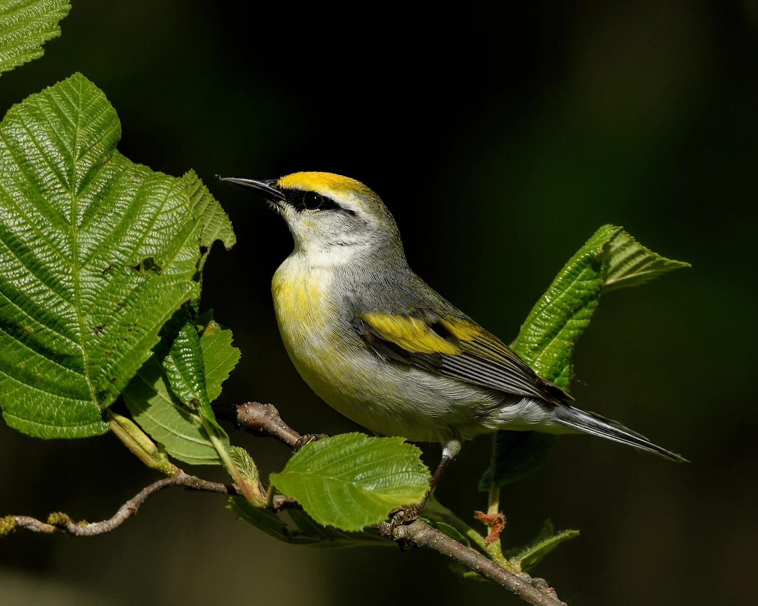Brewster's Warbler - Michigan - 2017