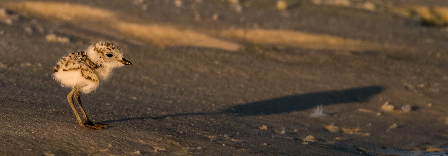 Small Bird - Long Shadow