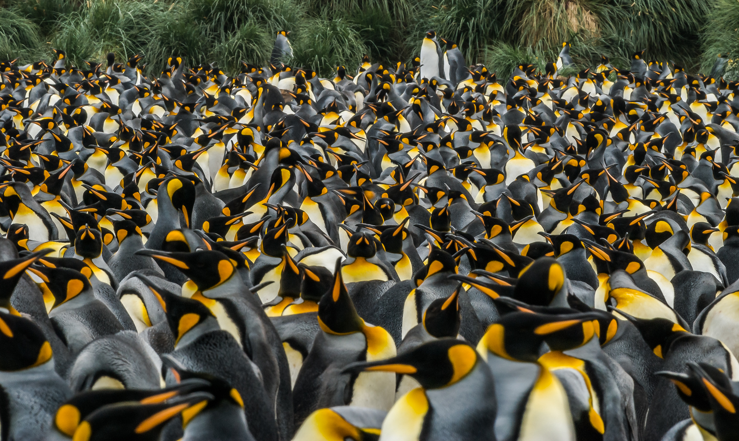 King Penguins, Gold Harbour, South Georgia - Feb. 2008