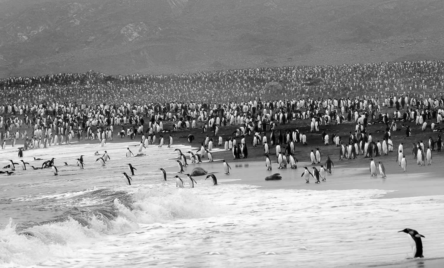 King Penguins, St. Andrews Bay, South Georgia - Feb. 2008