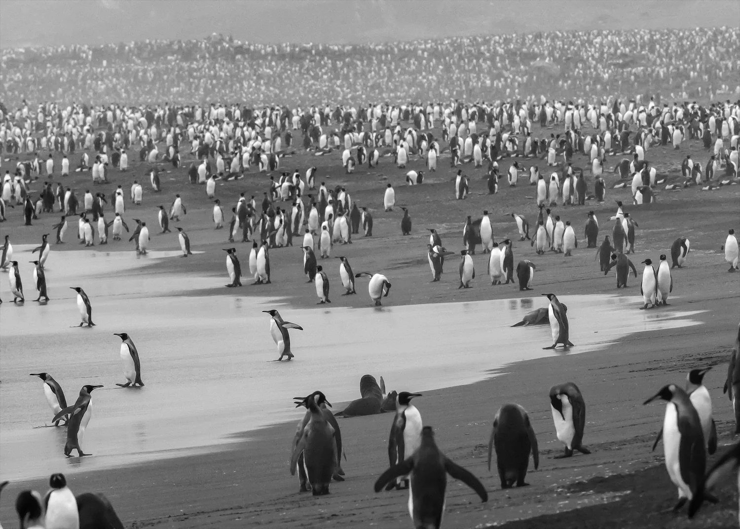 King Penguins, St. Andrews Bay, South Georgia - Feb. 2008