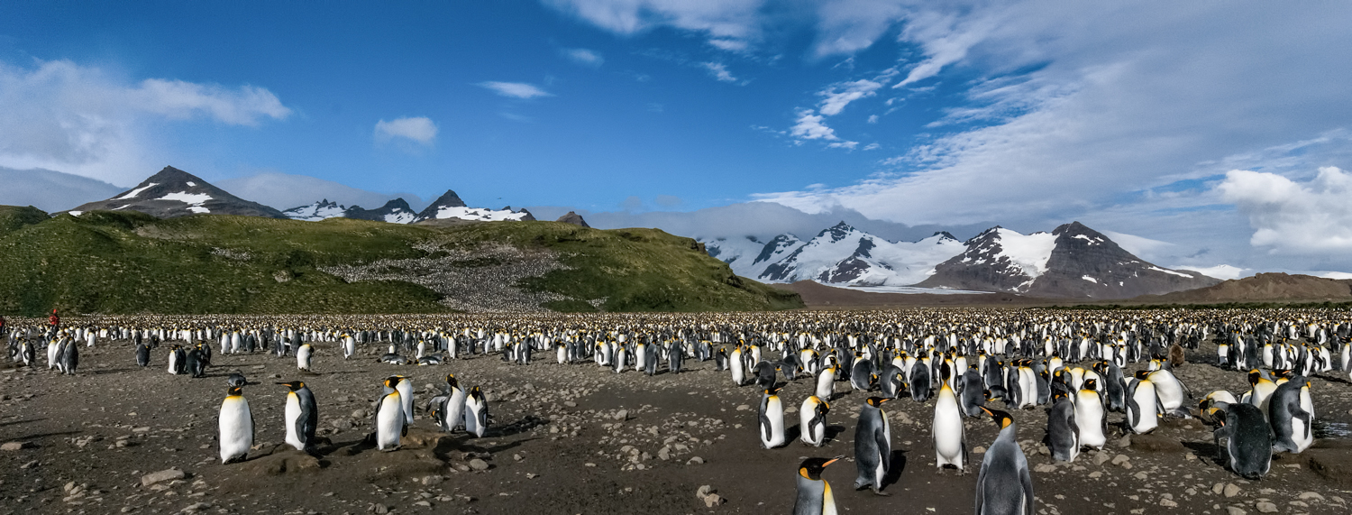 King Penguins, Salisbury Plain, South Georgia - Feb. 2008