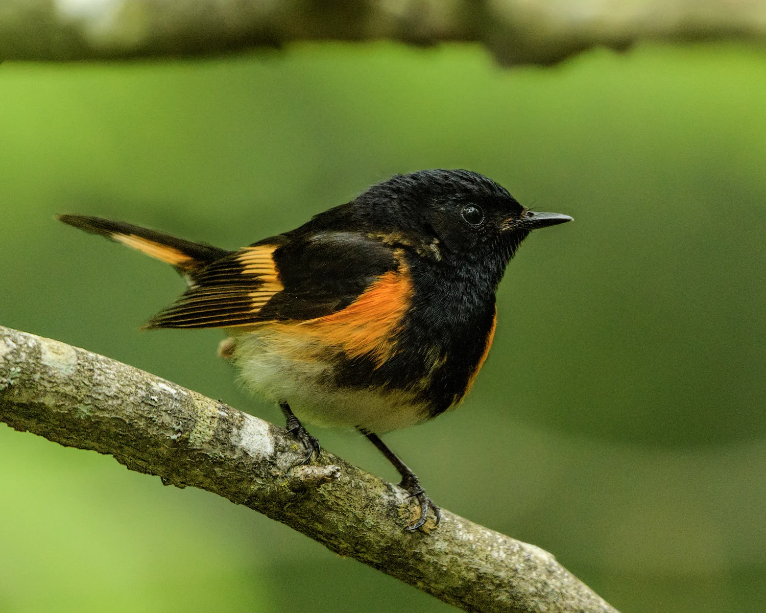 American Redstart - Michigan - 2017