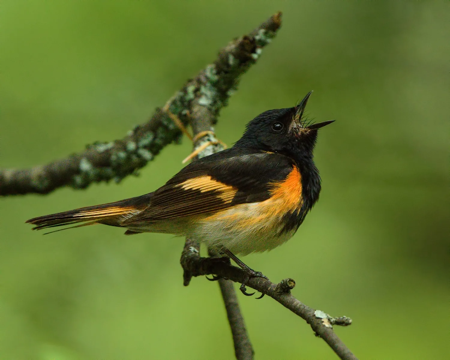 American Redstart - Michigan - 2017
