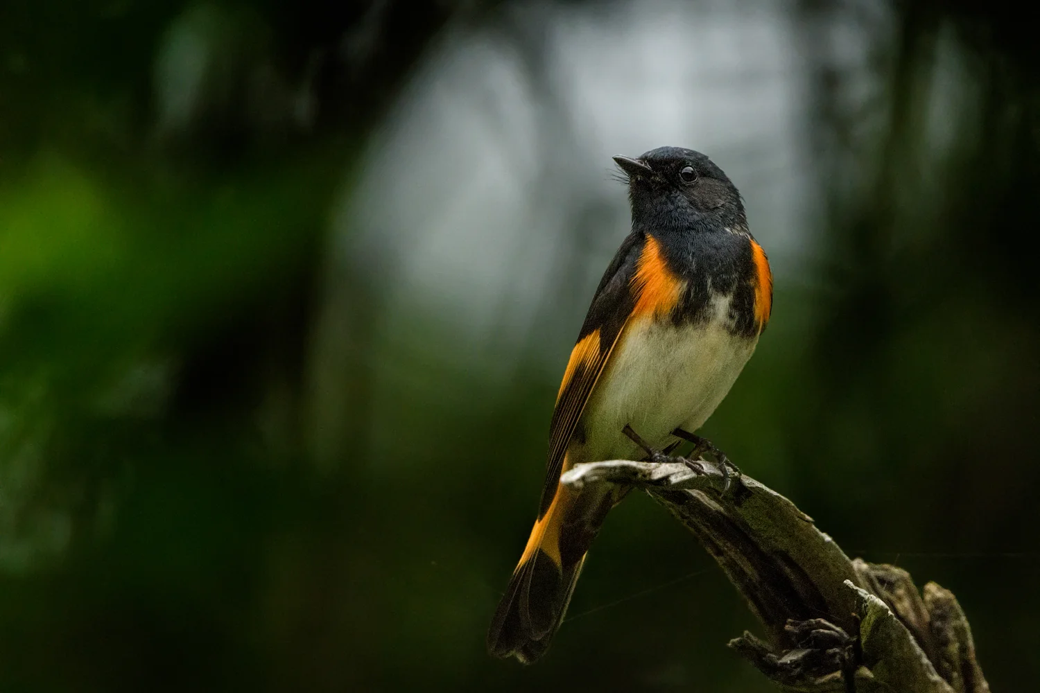 American Redstart - Michigan - May/June 2017