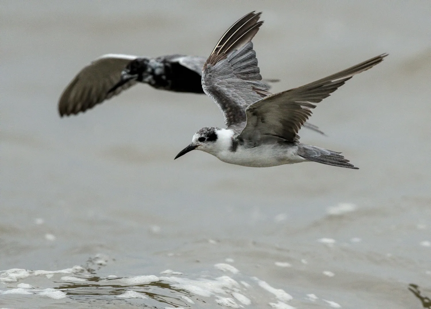 Black Tern - Rollover Pass, TX - April 2017