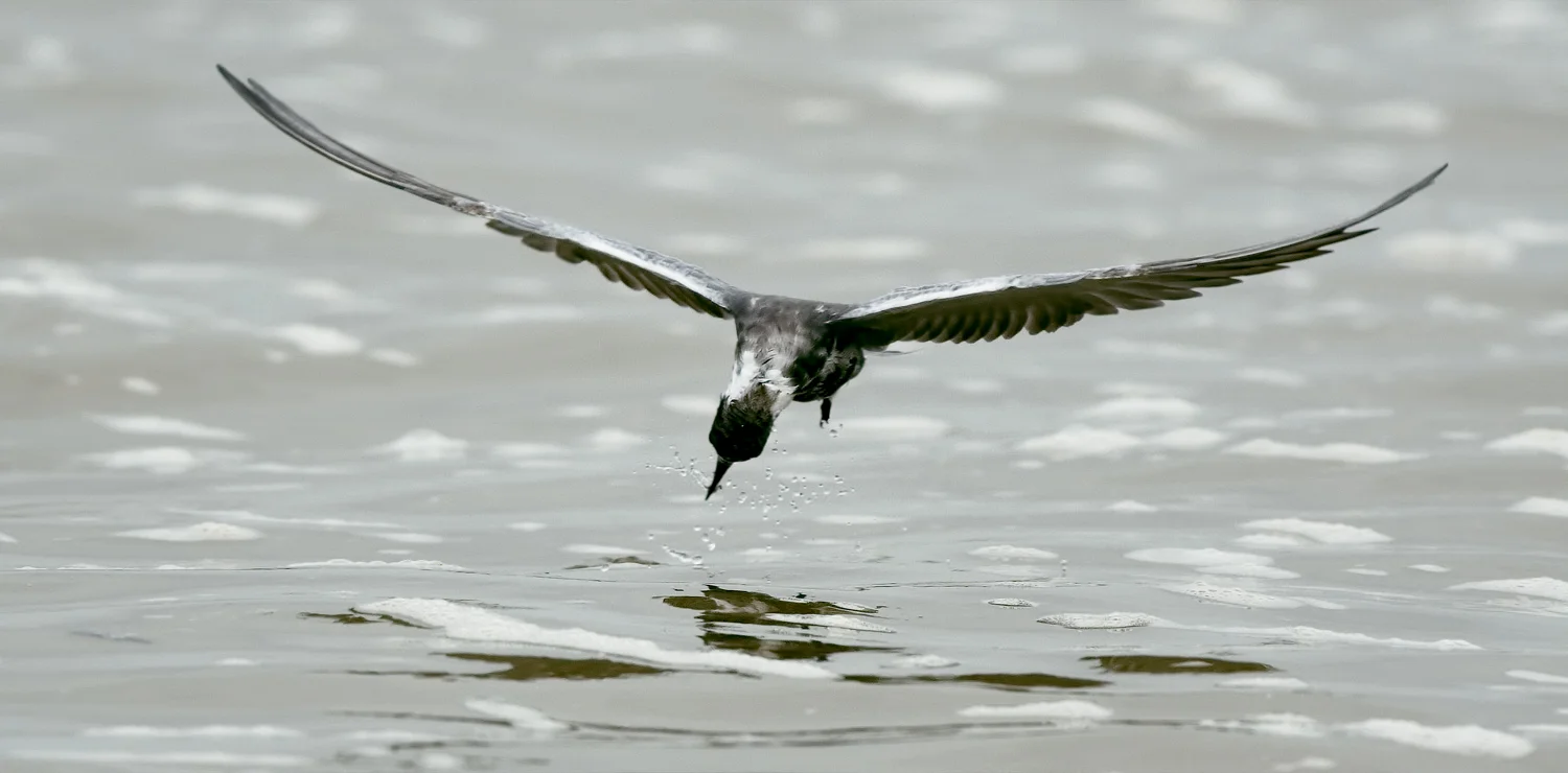 Black Tern - Rollover Pass, TX - April 2017