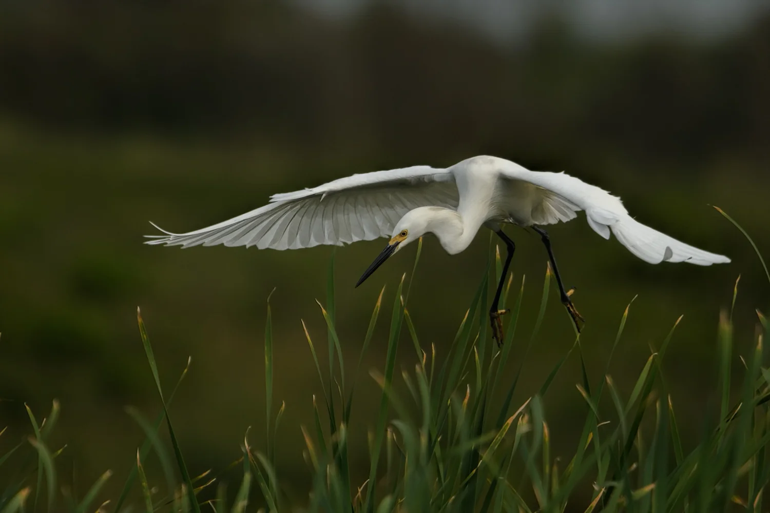 Snowy Egret - Bolivar Peninsula - April 2017