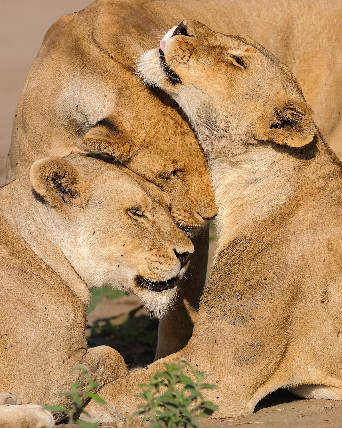 Three lionesses - Serengeti National Park (Tanzania) - Favorites #6