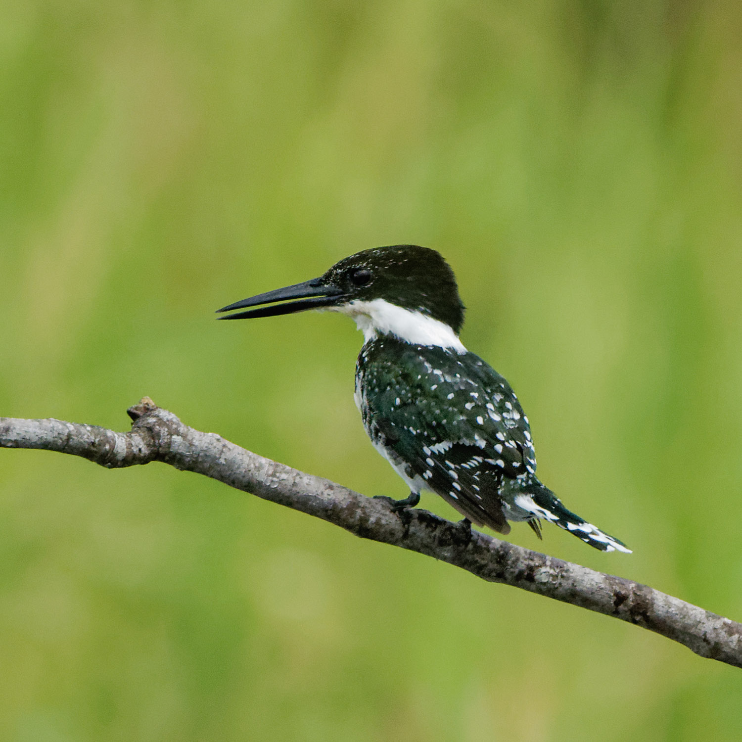 Birding during a Denver > Pensacola Trip - Sept. 2017