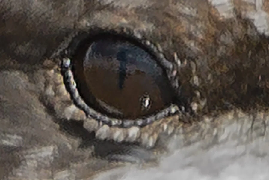 Slit Pupil of Black Skimmer