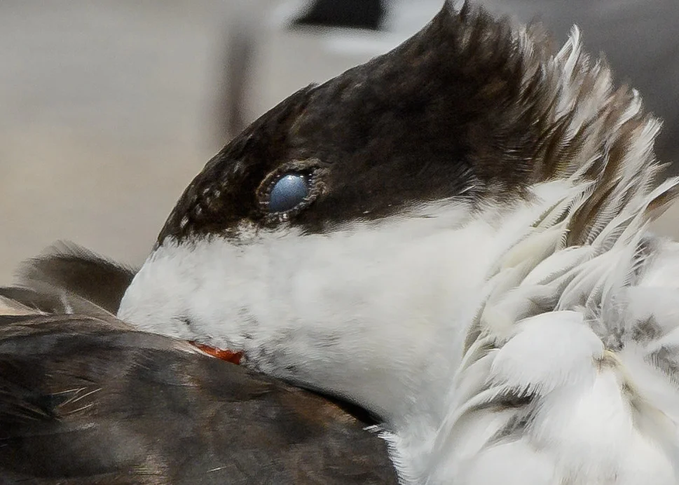 Nictitating membrane